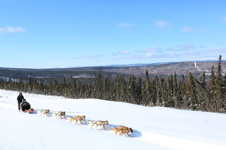 30-minute Dog Sledding Tour in Fairbanks (without transportation) - Photo 1 of 4